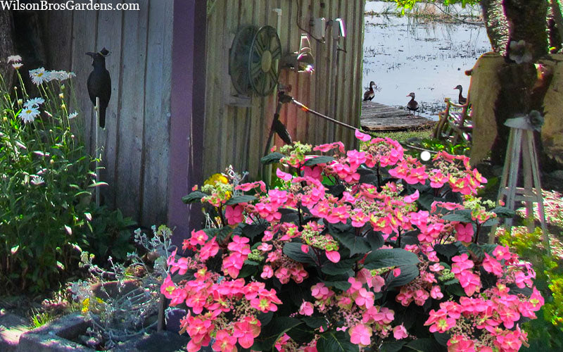  Tuff Stuff Red Mountain Hydrangea - 3 Gallon Pot