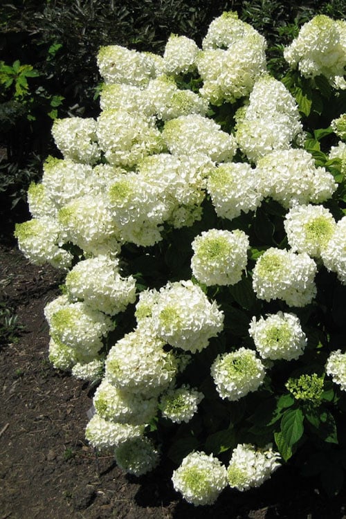  Silver Dollar Hydrangea - 3 Gallon Pot