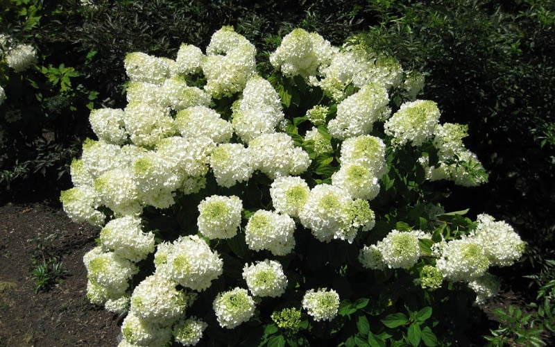  Silver Dollar Hydrangea - 1 Gallon Pot