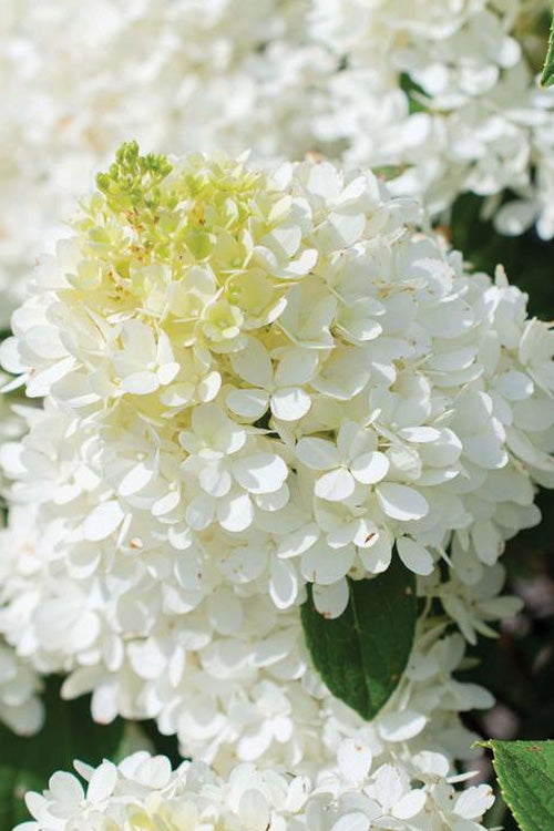  Sweet Starlight Hydrangea - 3 Gallon Pot