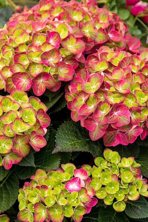  Tilt-A-Swirl Hydrangea - 3 Gallon Pot - SALE