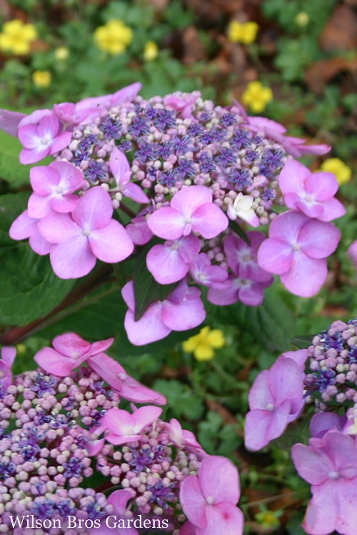  Twist-N-Shout Endless Summer Hydrangea - 3 Gallon Pot