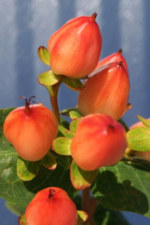  Pumpkin Hypericum (St. Johns Wort) - 3 Gallon Pot