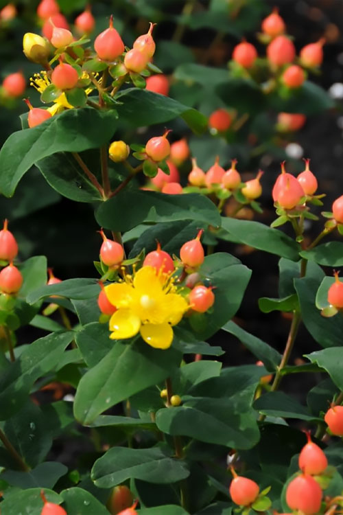  Pumpkin Hypericum (St. Johns Wort) - 3 Gallon Pot