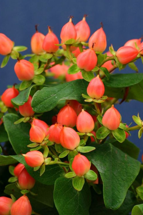  Pumpkin Hypericum (St. Johns Wort) - 3 Gallon Pot