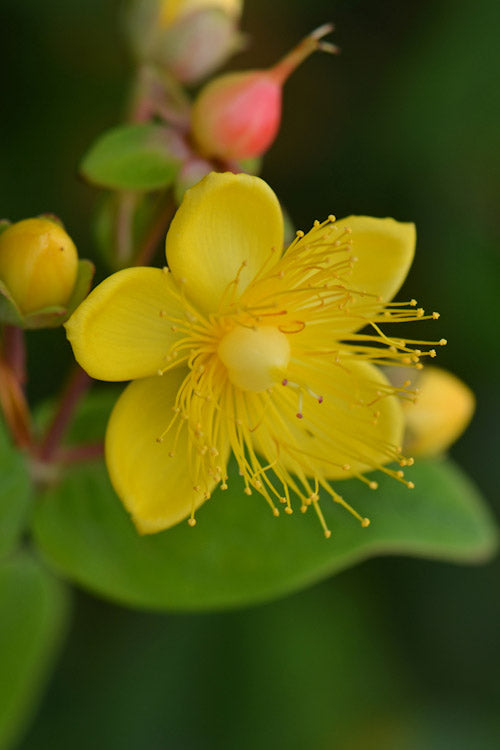  Pumpkin Hypericum (St. Johns Wort) - 3 Gallon Pot