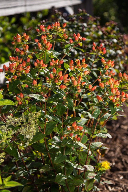  Pumpkin Hypericum (St. Johns Wort) - 3 Gallon Pot