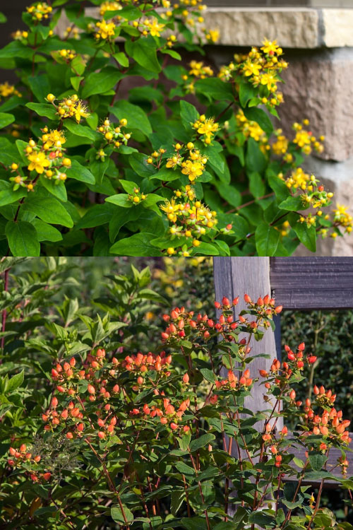  Pumpkin Hypericum (St. Johns Wort) - 3 Gallon Pot
