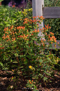  Pumpkin Hypericum (St. Johns Wort) - 3 Gallon Pot