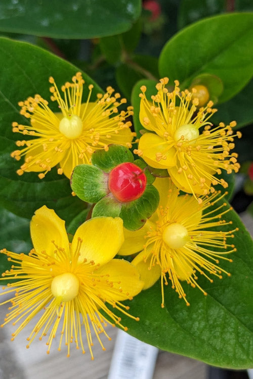  Pumpkin Hypericum (St. Johns Wort) - 3 Gallon Pot