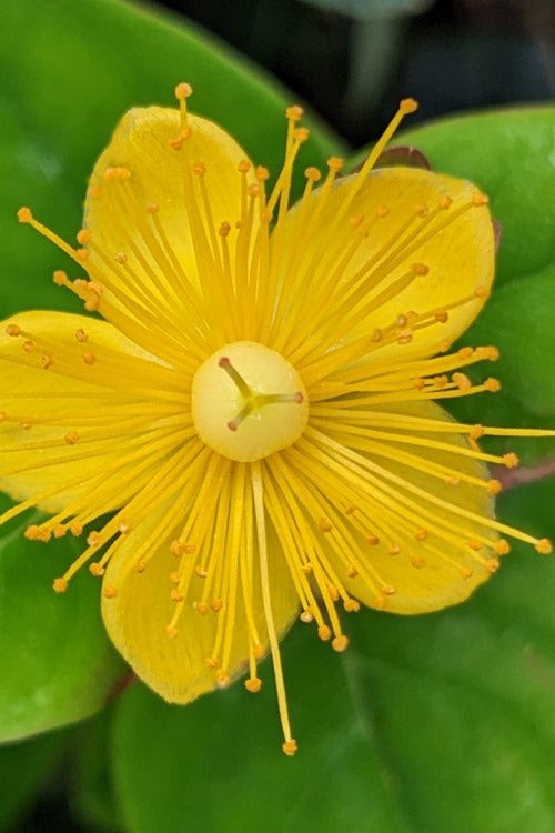  Pumpkin Hypericum (St. Johns Wort) - 3 Gallon Pot