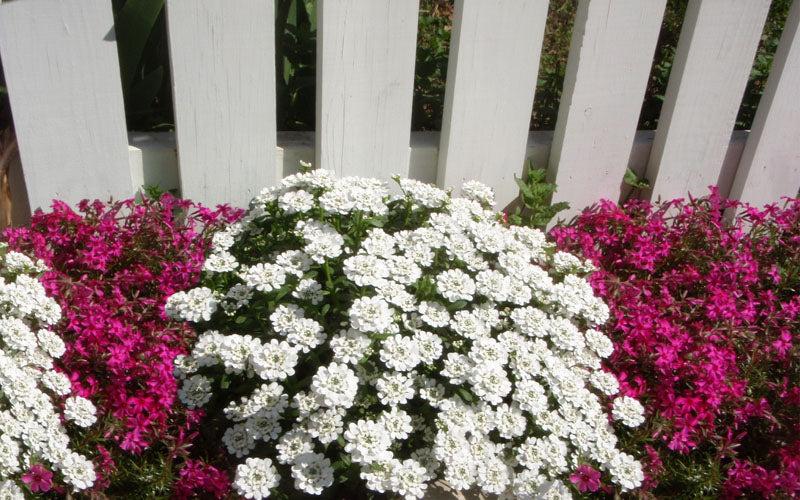  Alexander's White Candy Tuft (Iberis) - 1 Gallon Pot