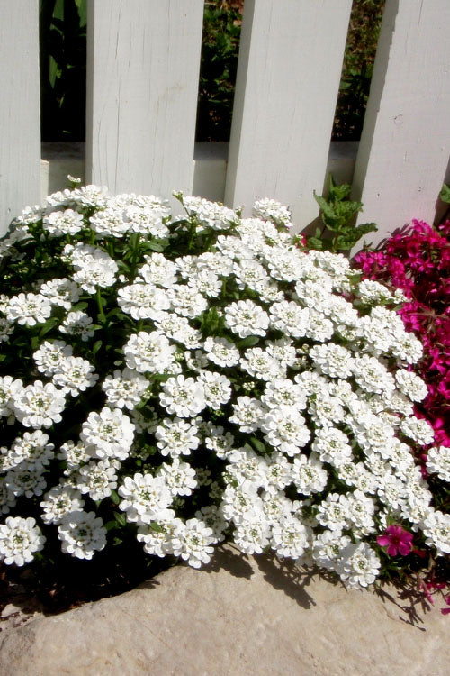  Alexander's White Candy Tuft (Iberis) - 1 Gallon Pot