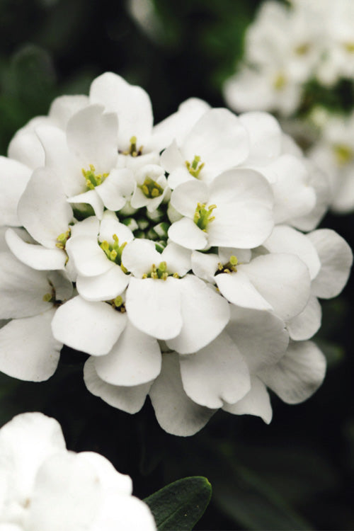  Alexander's White Candy Tuft (Iberis) - 1 Gallon Pot