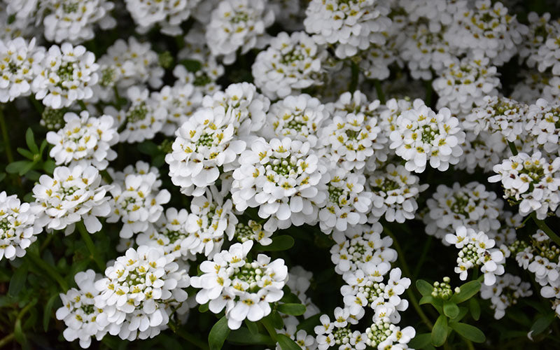 Snowflake Candy Tuft - 1 Gallon Pot