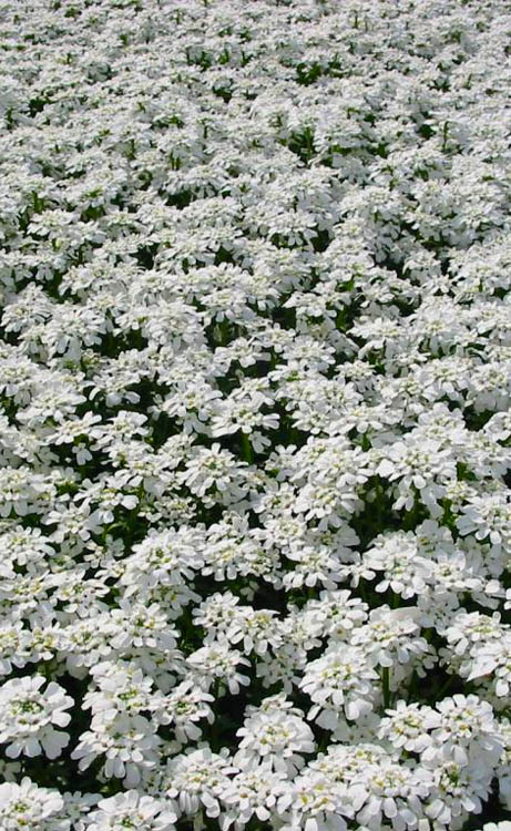  Alexander's White Candy Tuft (Iberis) - 1 Gallon Pot