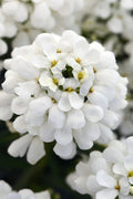  Snowsation Candytuft - 1 Gallon Pot