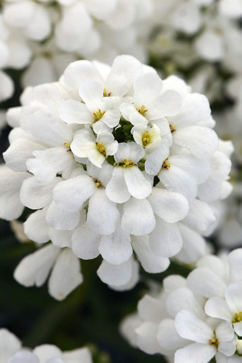  Snowsation Candytuft - 1 Gallon Pot