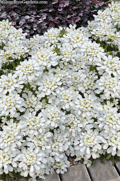  Snowsation Candytuft - 1 Gallon Pot
