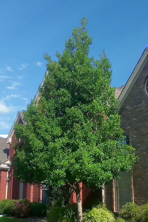  Savannah Holly - 7 Gallon Pot (4-5')