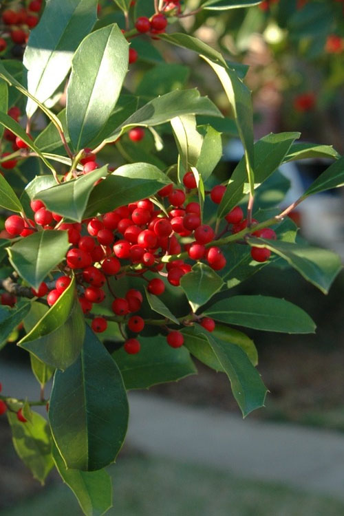  Savannah Holly - 3 Gallon Pot