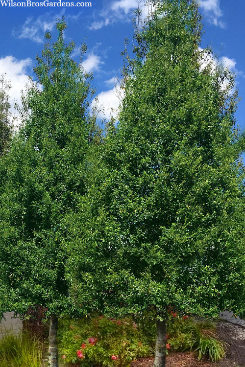  Savannah Holly - 7 Gallon Pot (4-5')