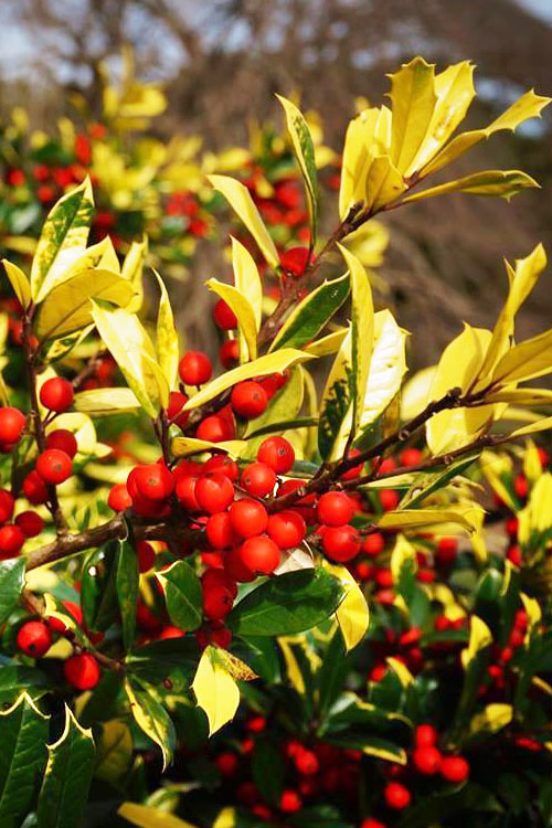  Sunny Foster Holly - 3 Gallon Pot