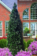  Liberty Holly - 3 Gallon Pot