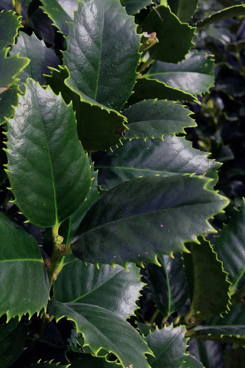  Liberty Holly - 3 Gallon Pot