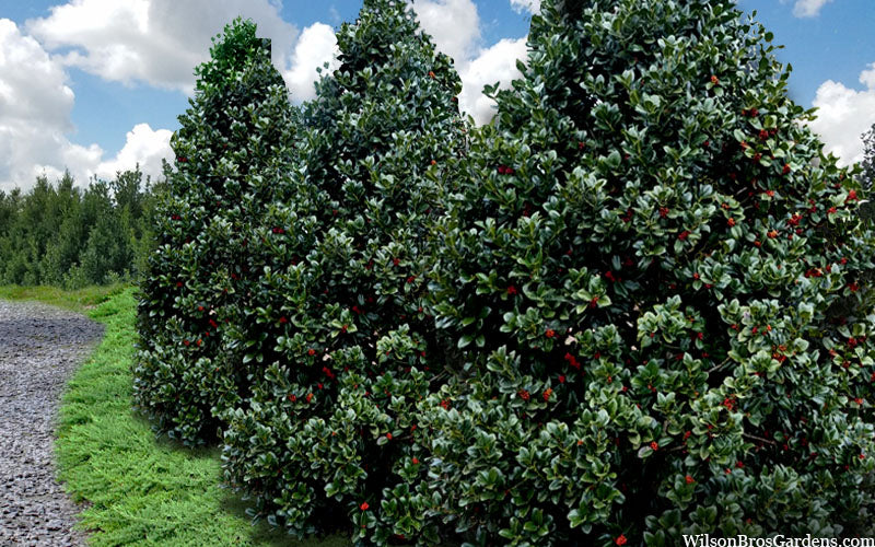  Liberty Holly - 3 Gallon Pot