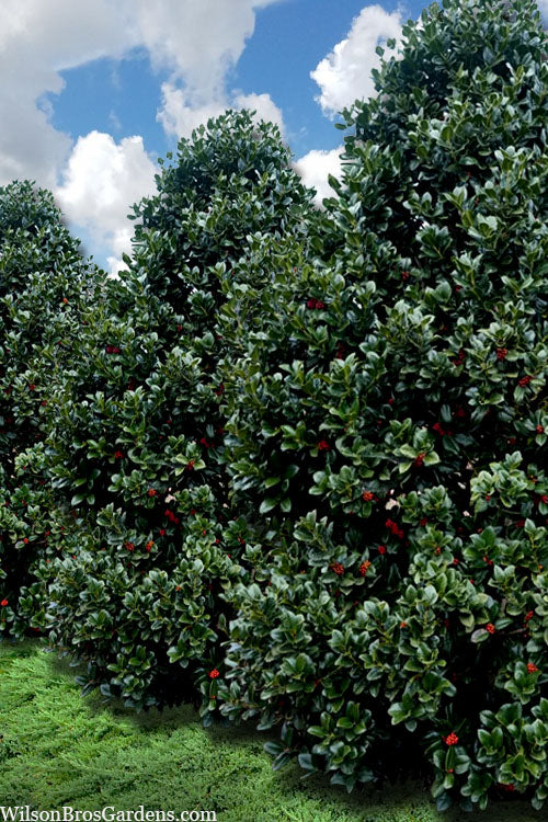  Liberty Holly - 3 Gallon Pot