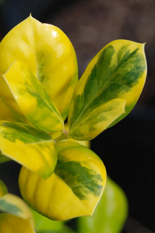  Masashi's Gold Holly - 1 Gallon Pot