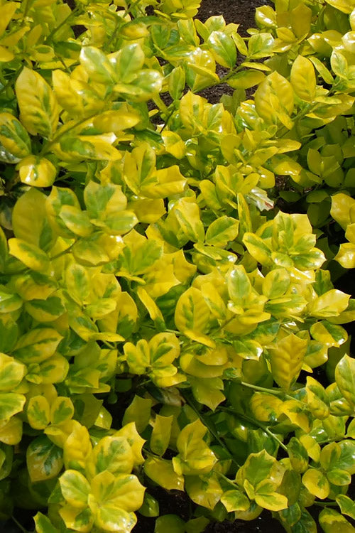  Masashi's Gold Holly - 1 Gallon Pot