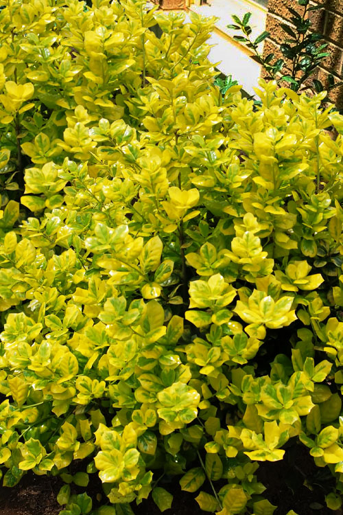  Masashi's Gold Holly - 1 Gallon Pot