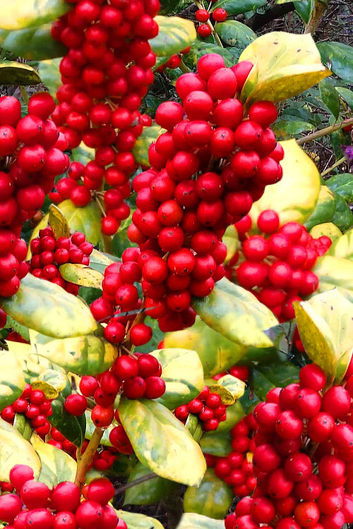  Masashi's Gold Holly - 1 Gallon Pot