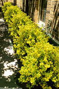  Masashi's Gold Holly - 1 Gallon Pot