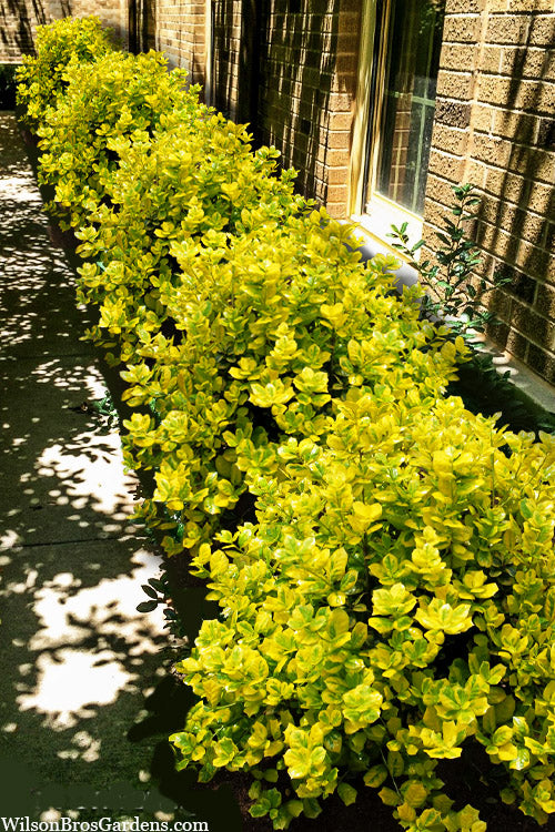  Masashi's Gold Holly - 1 Gallon Pot