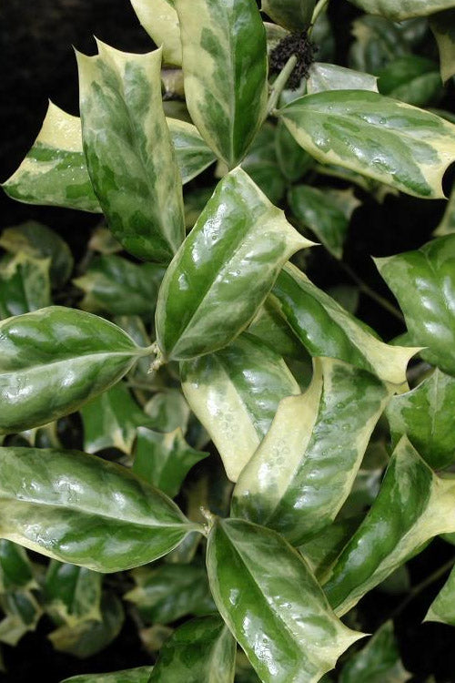  O'Spring Variegated Holly - 1 Gallon Pot