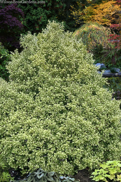  O'Spring Variegated Holly - 1 Gallon Pot