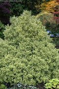  O'Spring Variegated Holly - 1 Gallon Pot