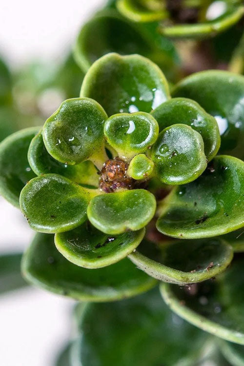  Dwarf Pagoda Japanese Holly - 1 Gallon Pot