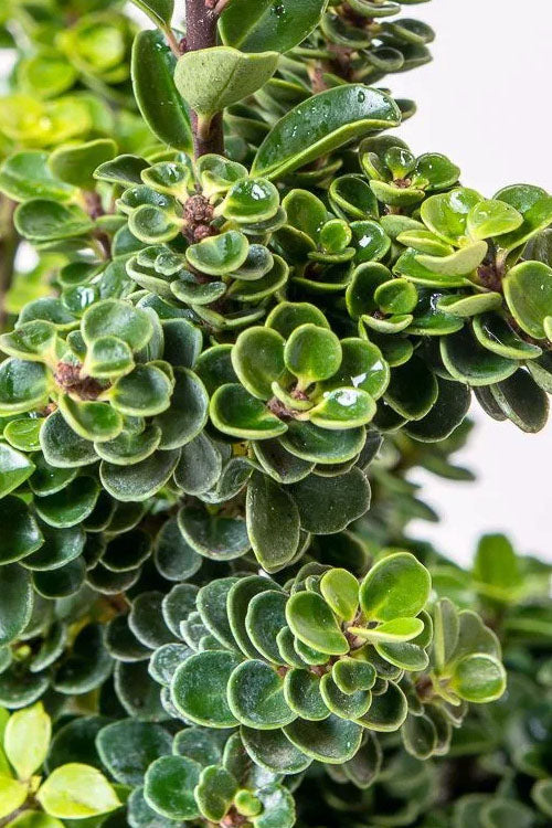  Dwarf Pagoda Japanese Holly - 1 Gallon Pot