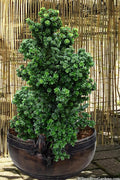  Dwarf Pagoda Japanese Holly - 1 Gallon Pot