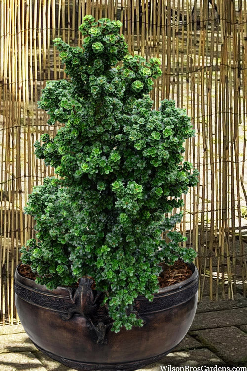  Dwarf Pagoda Japanese Holly - 1 Gallon Pot