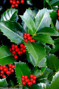  Emily Bruner Pyramidal Holly - 3 Gallon Pot