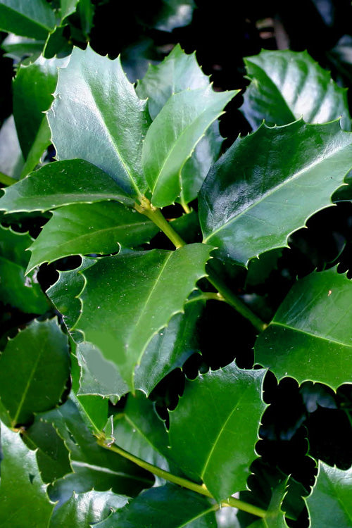  Emily Bruner Pyramidal Holly - 3 Gallon Pot