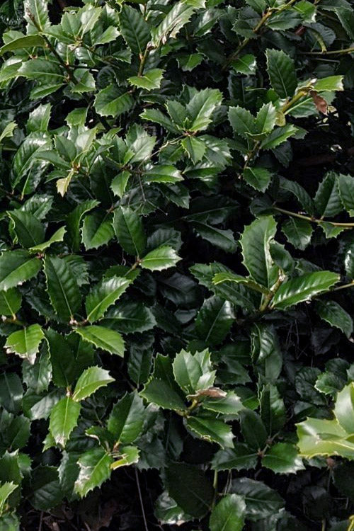  Emily Bruner Pyramidal Holly - 3 Gallon Pot