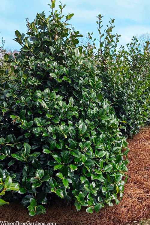  Emily Bruner Pyramidal Holly - 3 Gallon Pot