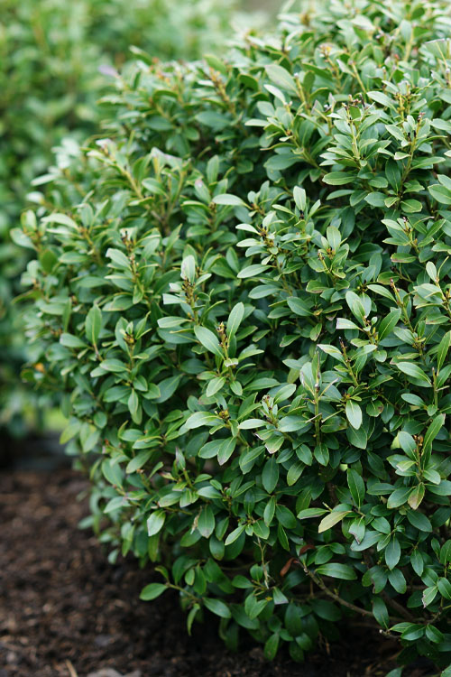  Strongbox Inkberry Holly - 1 Gallon Pot