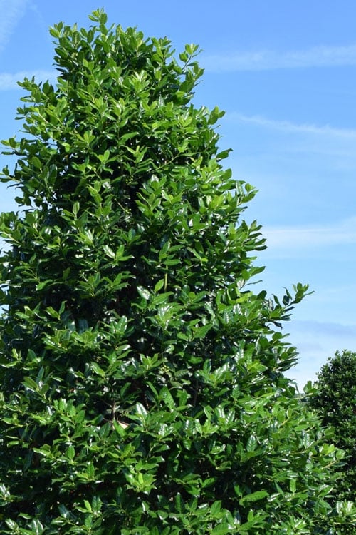  Nellie R. Stevens Holly - 1 Gallon Pot